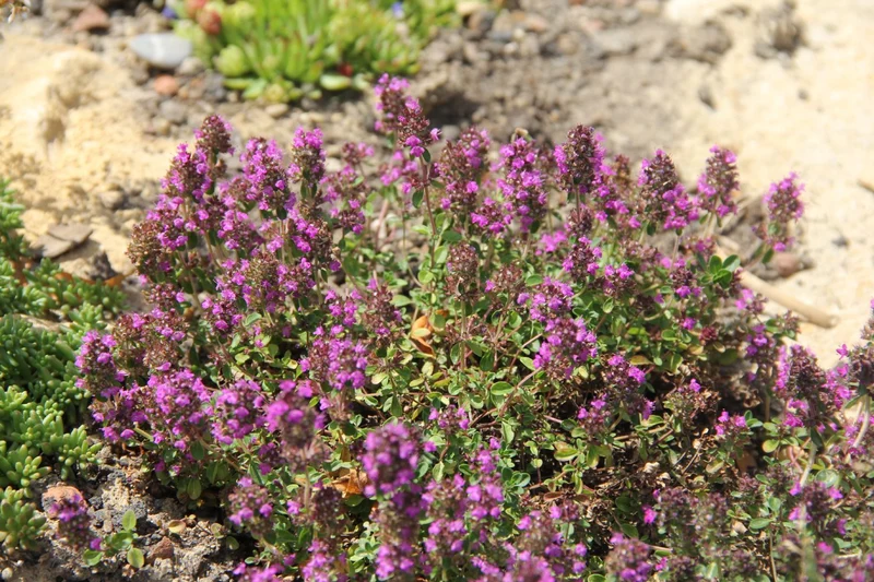 Thymus praecox 'Purpurteppich' (Frühblühender Garten-Thymian)