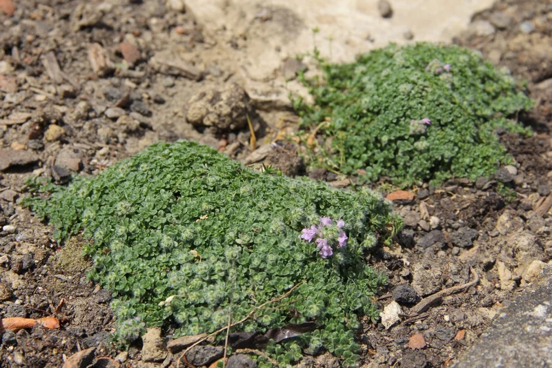 Thymus praecox 'Minor' (Thymian)