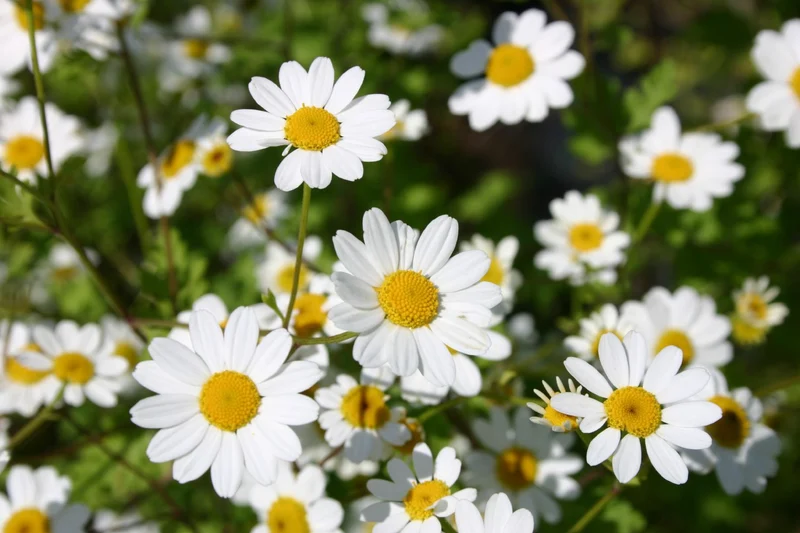 Tanacetum parthenium (Mutterkraut)