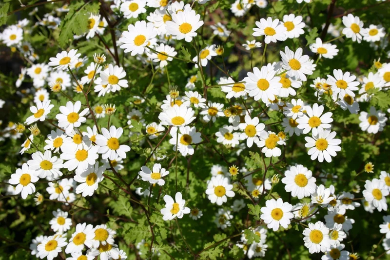 Tanacetum parthenium (Mutterkraut)