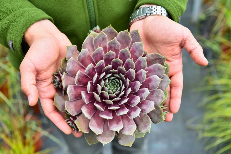 Sempervivum BigSam® 'Purple Quartz' (Hauswurz)
