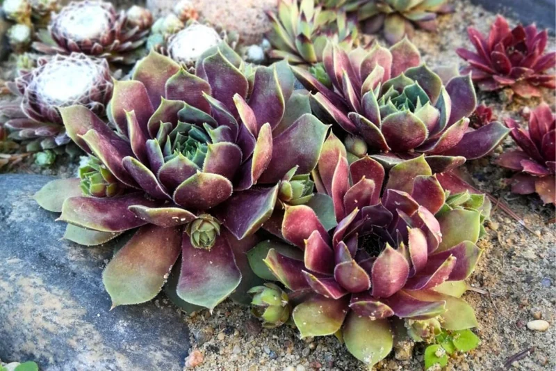Sempervivum BigSam® 'Purple Quartz' (Hauswurz)