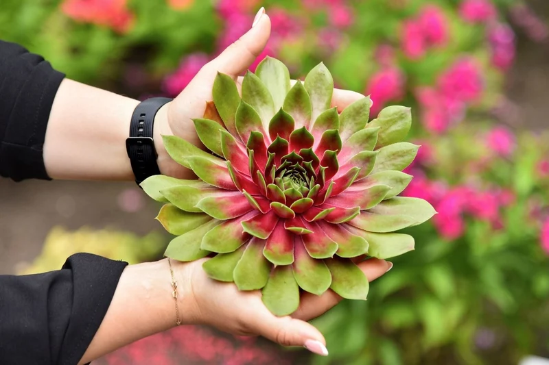 Sempervivum BigSam® 'Pink Pomelo' (Garten-Hauswurz)
