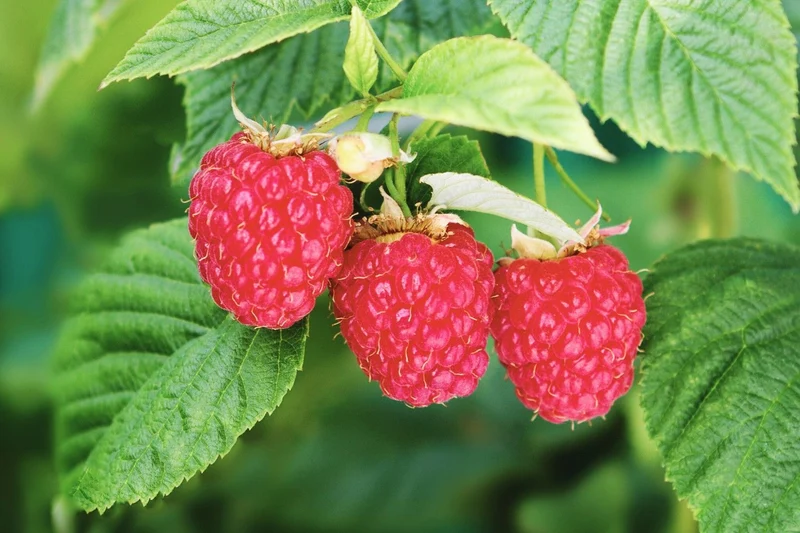 Rubus idaeus Blissy ® 'Autumn Bliss' ® (Herbsthimbeere)
