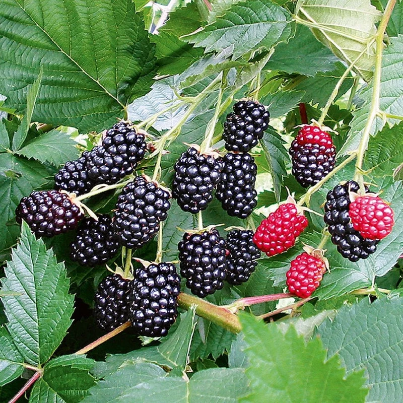 Rubus fruticosus 'Loch Ness' ® (Brombeere)