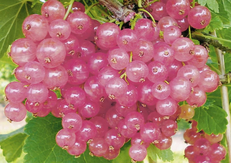 Ribes rubrum 'Rosalinn' (Rosa Johannisbeere)