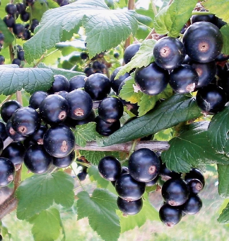 Ribes nigrum 'Bona' (Schwarze Johannisbeere)