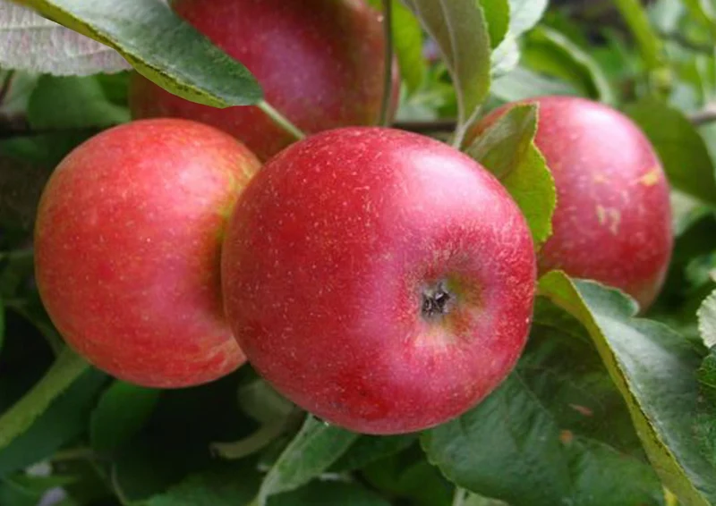 Malus 'Starcats' (Säulenapfel)