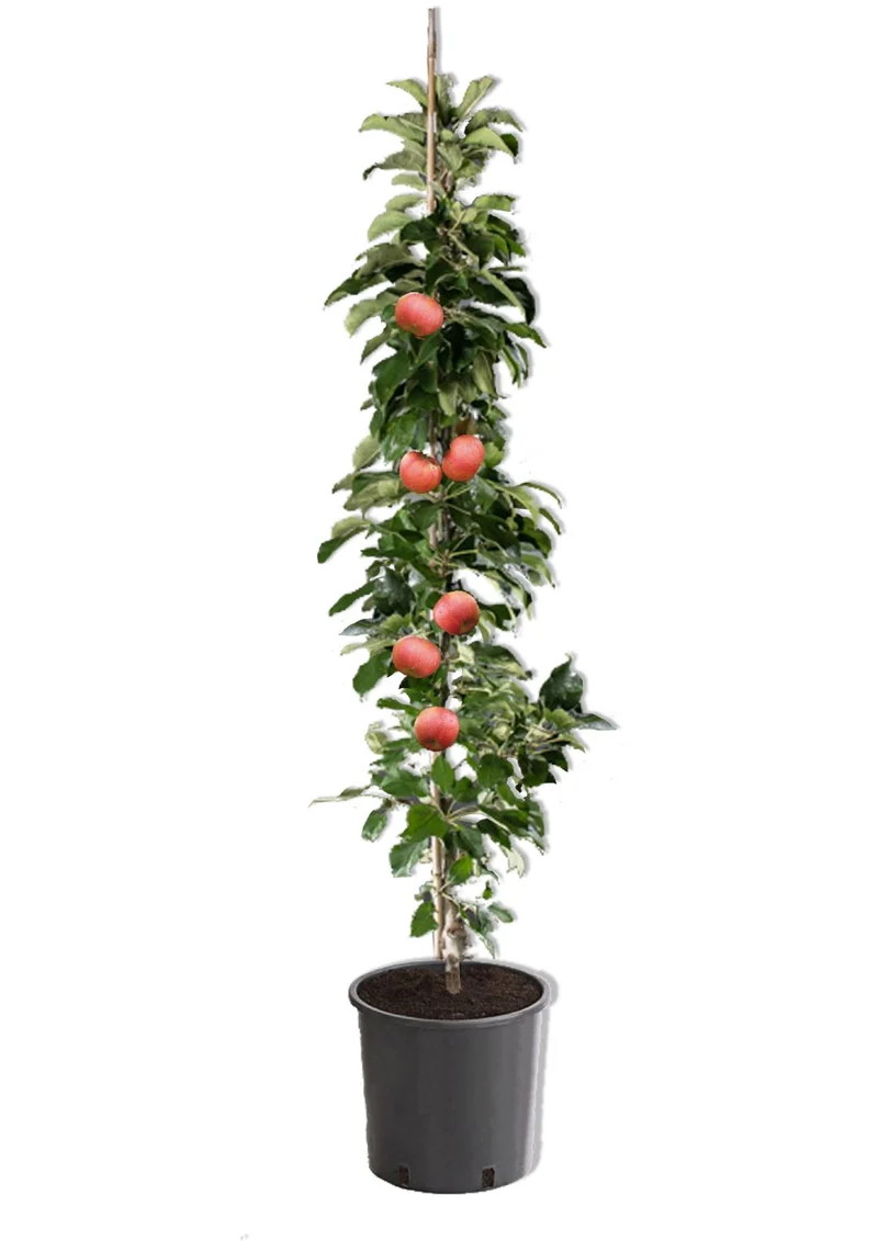 Malus 'Starcats' (Säulenapfel)