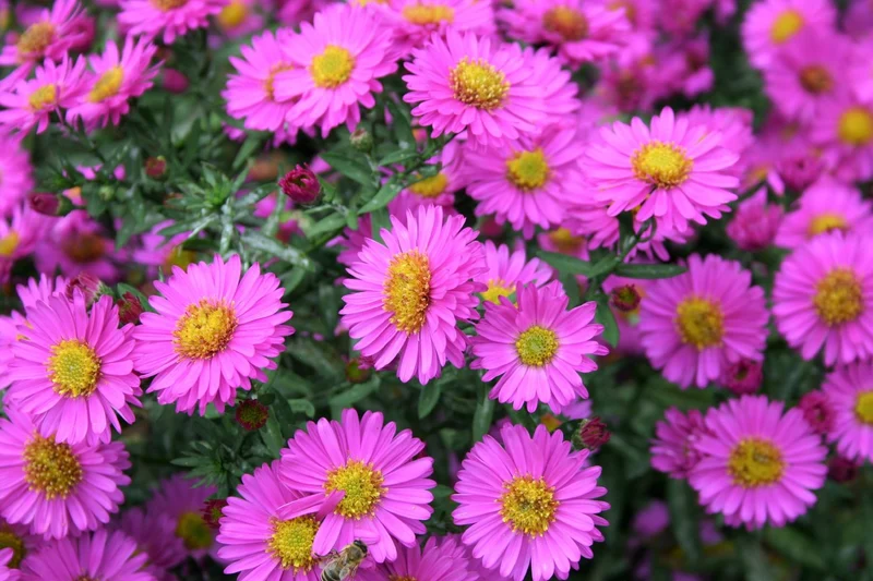 Aster dumosus 'Herbstfeuer' (Kissen-Aster)