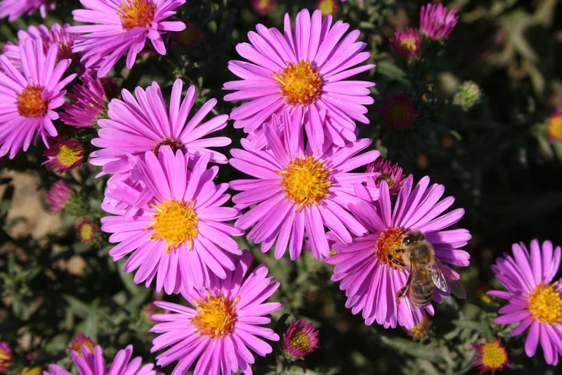 Aster dumosus 'Dietgard Rosa' (Kissen-Aster)