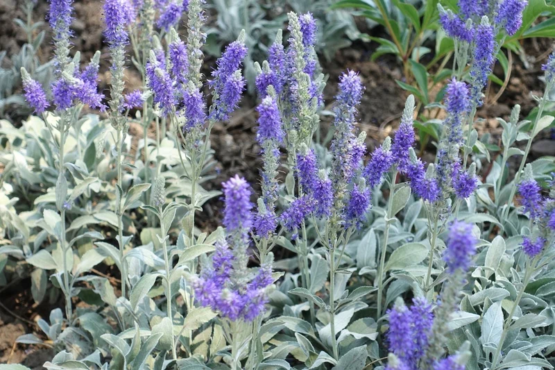 Veronica spicata ssp.incana 'Silberteppich' (Silberblatt-Ehrenpreis)