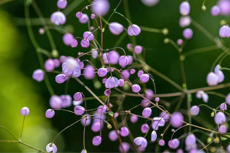 Thalictrum delavayi 'Splendide' (Wiesenraute)