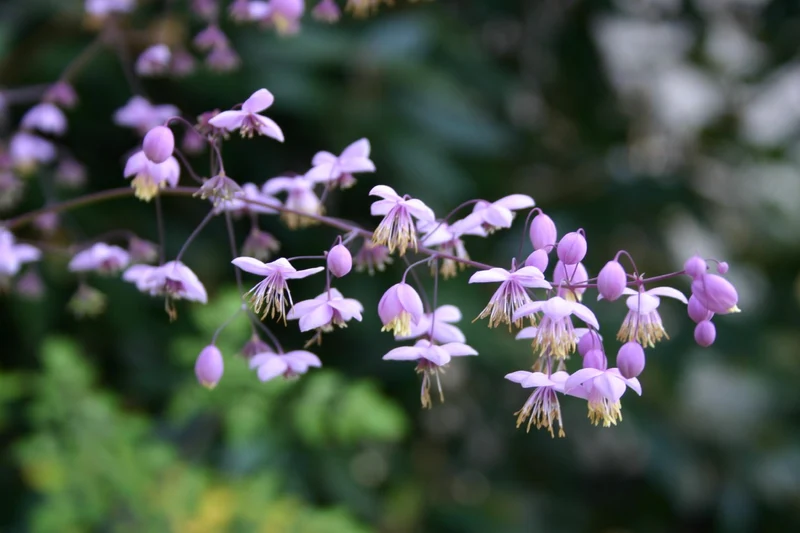 Thalictrum delavayi (Delavays Wiesenraute)