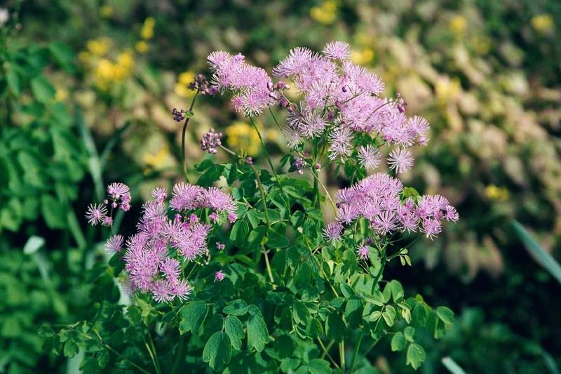 Thalictrum aquilegifolium (Akeleiblättrige Wiesenraute)