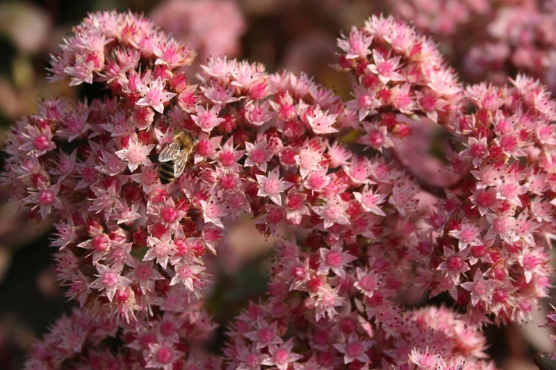 Sedum 'Matrona' (Fetthenne)