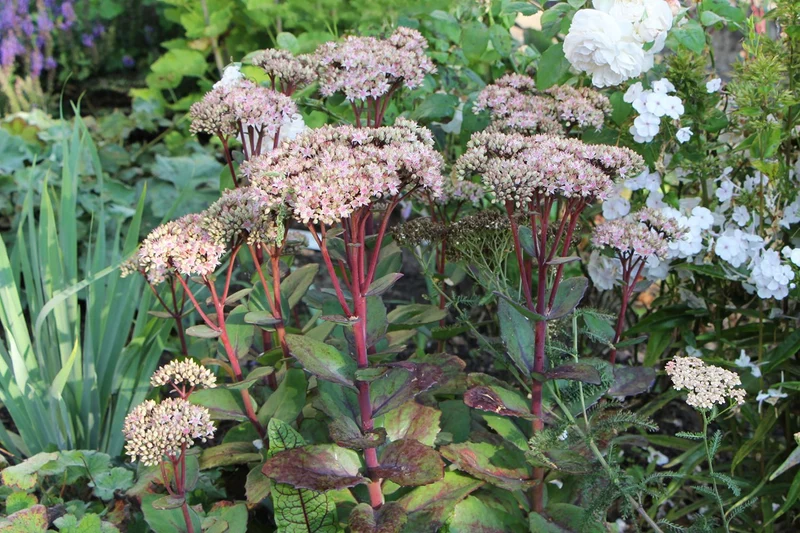 Sedum 'Matrona' (Fetthenne)