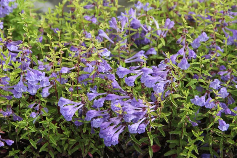Scutellaria scordiifolia (Gamanderblatt-Helmkraut)