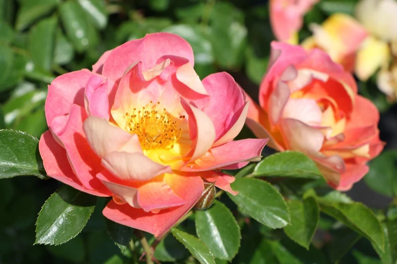 Rose 'Bienenweide' ® mango (Beetrose)