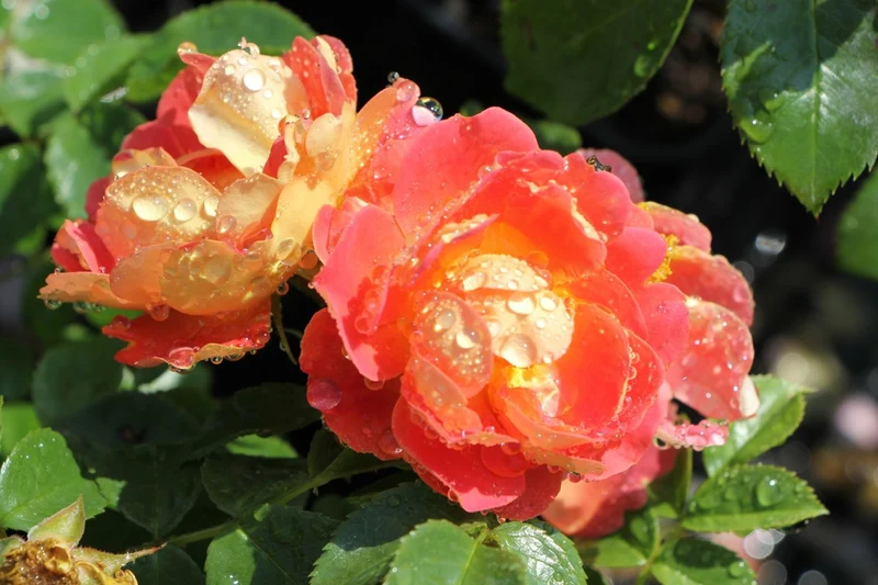 Rose 'Bienenweide' ® mango (Beetrose)
