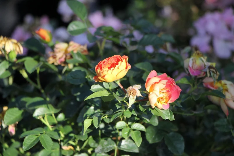 Rose 'Bienenweide' ® mango (Beetrose)