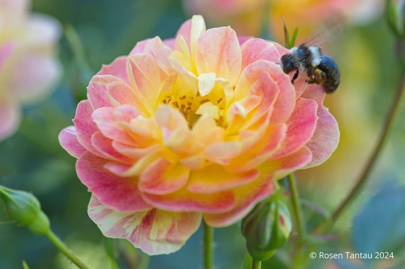 Rose 'Bienenweide' ® fruity (Beetrose)