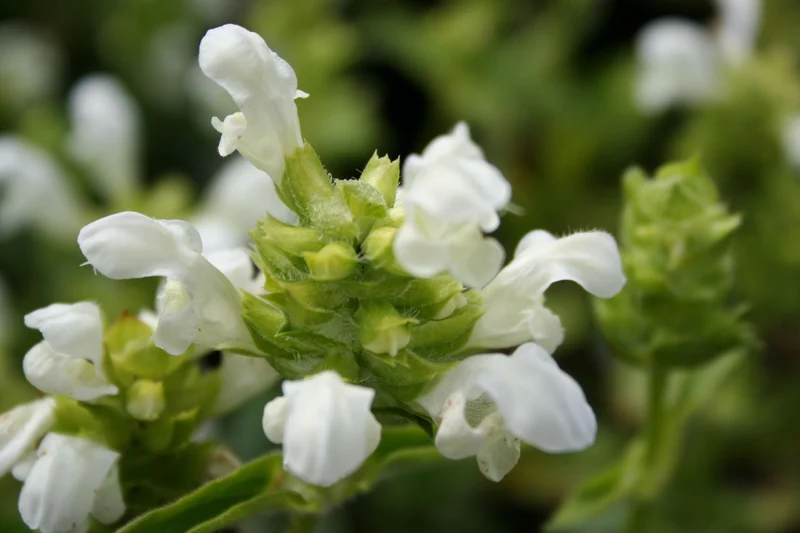 Prunella grandiflora 'Alba' (Großblütige Braunelle)