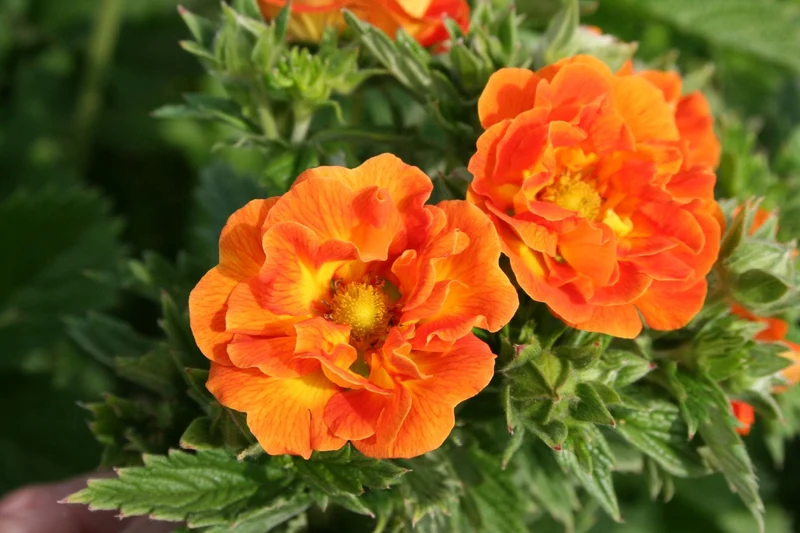 Potentilla 'William Rollisson' (Fingerkraut)