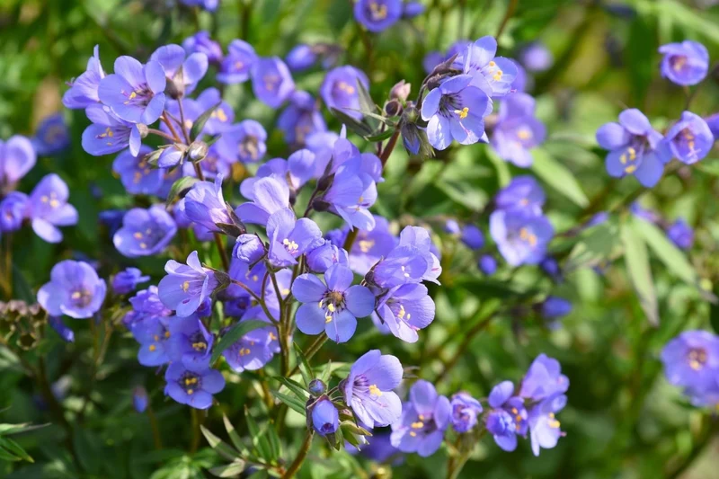 Polemonium 'Heaven Scent' (Garten-Jakobsleiter)
