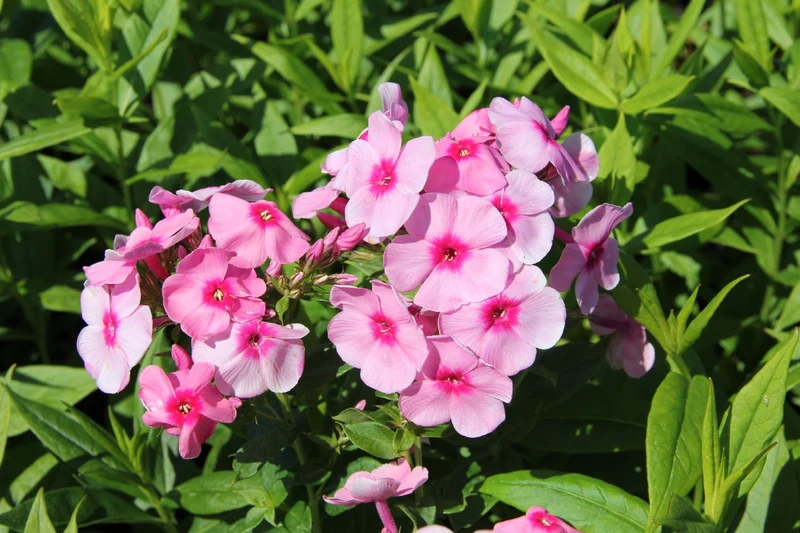 Phlox paniculata 'Flamingo' (Hohe Flammenblume)