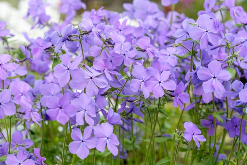 Phlox divaricata 'Blue Moon' (Garten-Flammenblume)