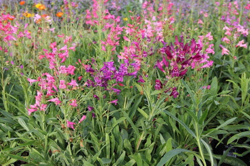 Penstemon barbatus 'Praecox Nanus' (Zwerg-Bartfaden)