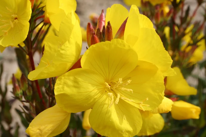 Oenothera tetragona 'Sonnenwende' (Nachtkerze)