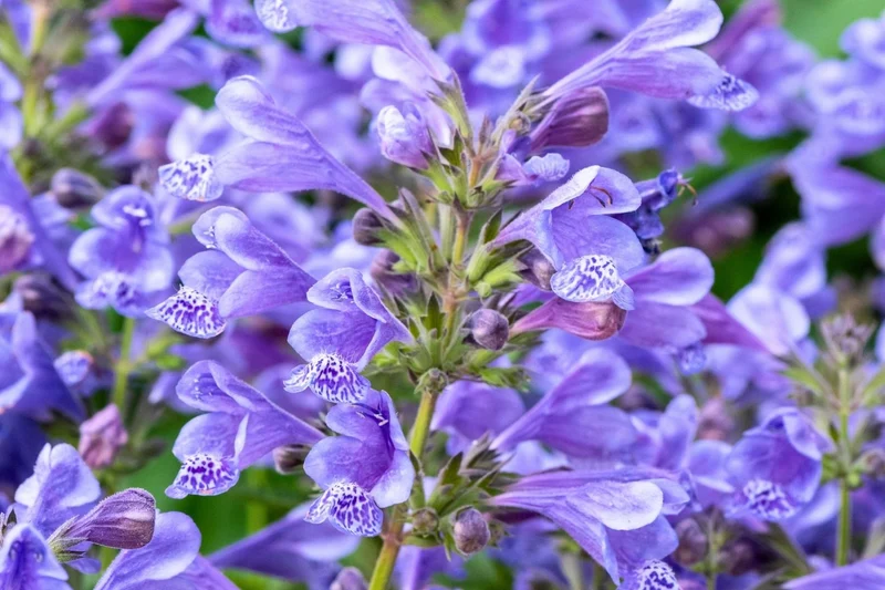 Nepeta 'Blue Planet' (Großblumige Katzenminze)