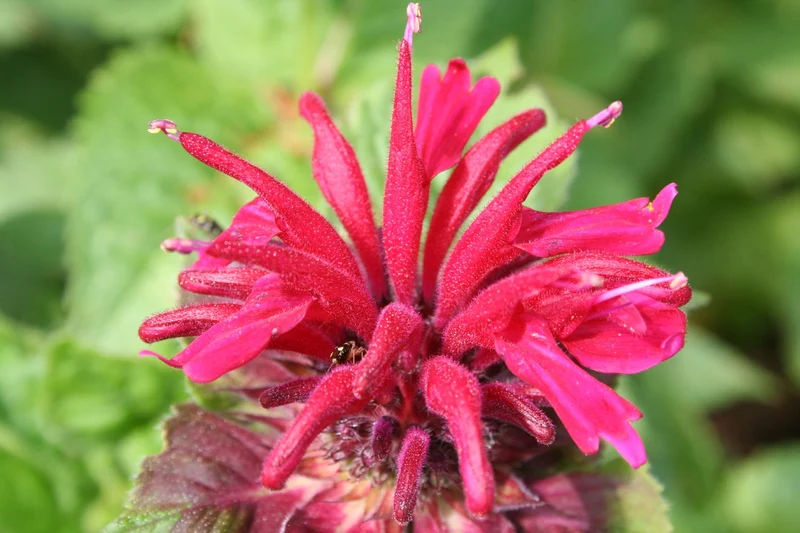 Monarda didyma 'Fireball' ® (Indianernessel)