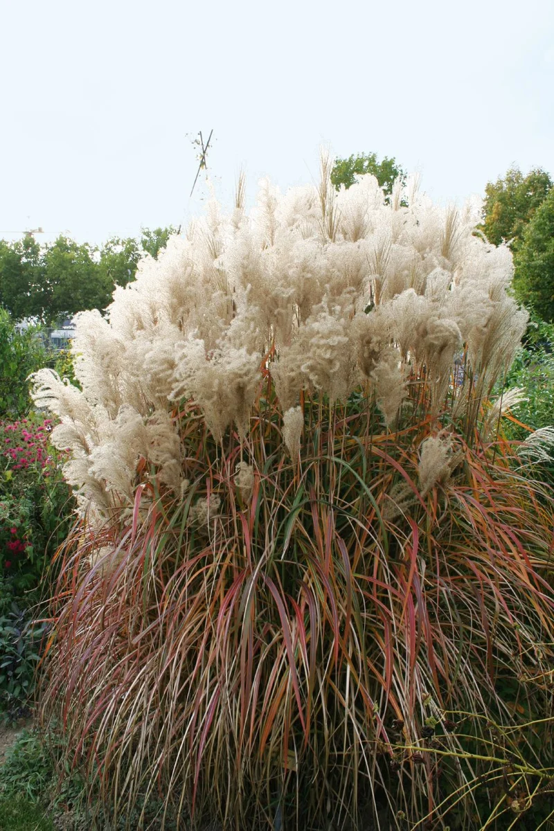 Miscanthus sinensis 'Malepartus' (Chinaschilf)