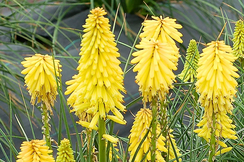 Kniphofia 'Poco Yellow' (Fackellilie)