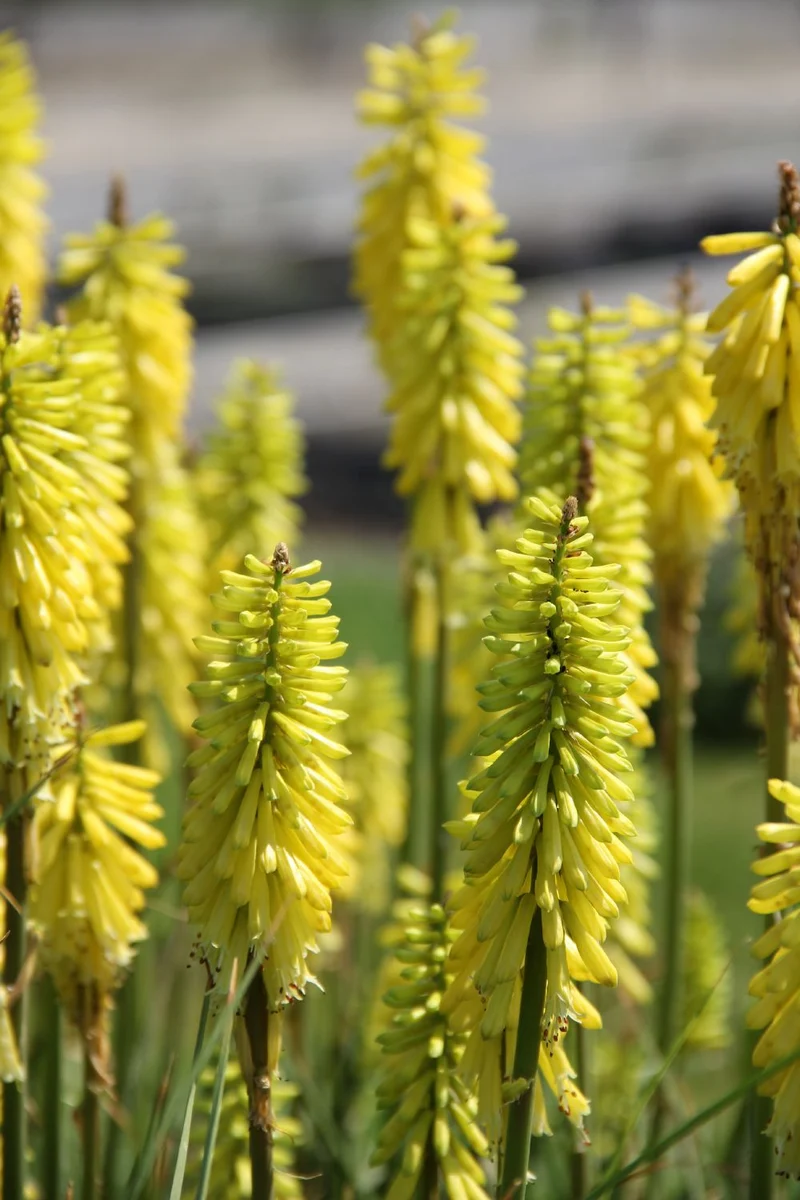 Kniphofia 'Poco Yellow' (Fackellilie)