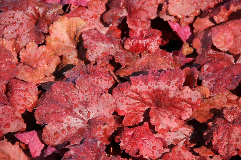 Heuchera 'Fire Alarm' (Purpurglöckchen)