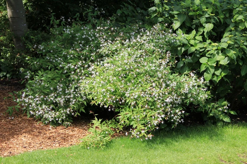 Gillenia trifoliata (Dreiblattspiere)