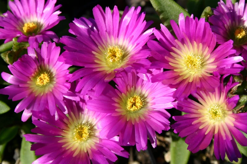 Delosperma sutherlandii (Transvaal-Mittagsblume)