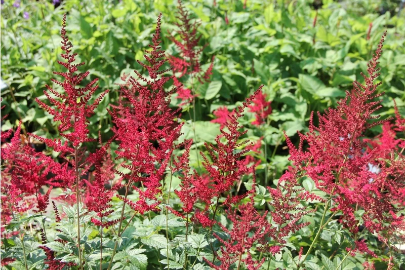 Astilbe x arendsii 'Glut' (Arends Garten-Prachtspiere)