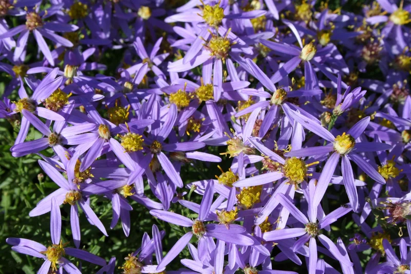 Aster sedifolius 'Nanus' (Wilde Zwerg Aster)