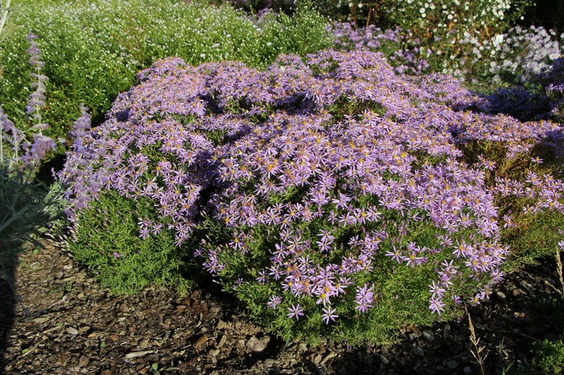 Aster sedifolius 'Nanus' (Wilde Zwerg Aster)