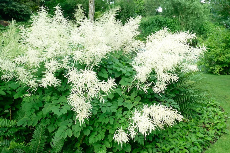 Aruncus dioicus (Hoher Wald-Geißbart)