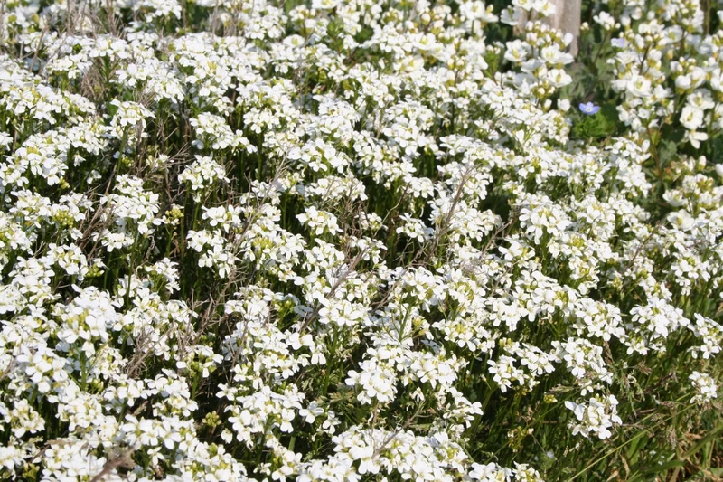 Arabis procurrens 'Neuschnee' (Gänsekresse)