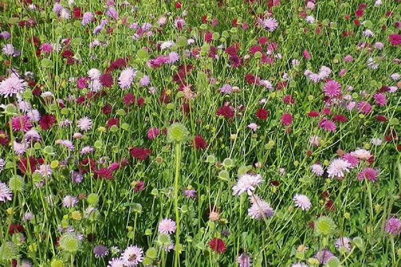 Knautia macedonica 'Melton Pastels' (Mazedonische Witwenblume)