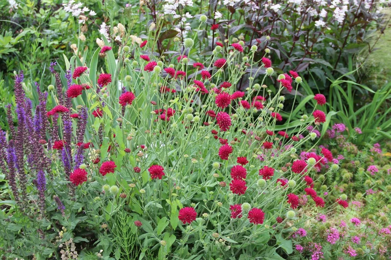 Knautia macedonica 'Mars Midget' (Witwenblume)