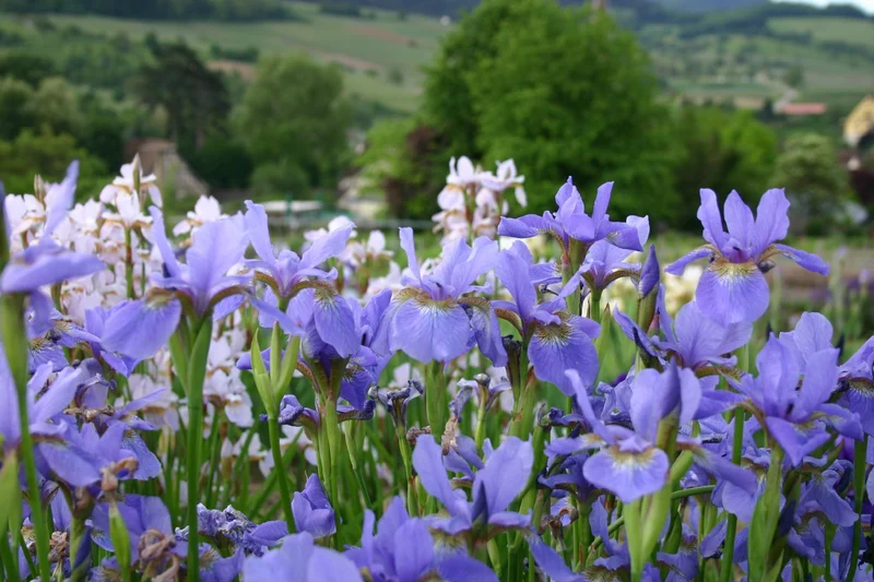 Iris sibirica 'My Love' (Bartlose Garten-Schwertlilie)