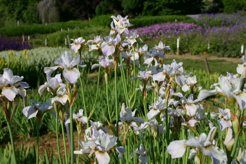 Iris sibirica 'Hohe Warte' (Sibirische Schwertlilie)